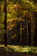 Vertical photo of golden foliage at forest. Bright sunny day in autumnal forest. Sun is shining brightly into the forest with colorful leaves. Fall in the woods. Bright autumn day in the woodland.