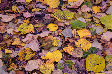 Autumn leaves in the forrest