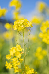 Obraz premium ふんわり優しい色の菜の花