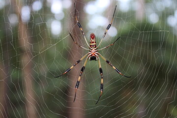 Spider Trichonephila Clavipes Orb-Weaver Banana spider