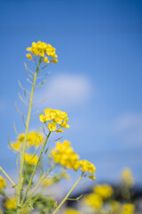 青空と菜の花