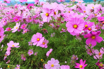 Obraz premium コスモス畑