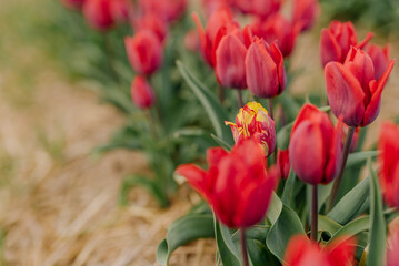 Beautiful Red Tulips Blooming on Field Agriculture. Tulip Infected with Flower Virus