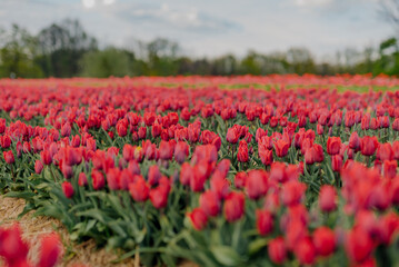 Beautiful Red Tulips Blooming on Field Agriculture