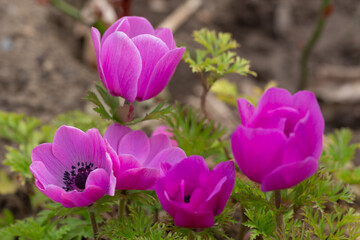 Purple Anemone blossoms with blurry background