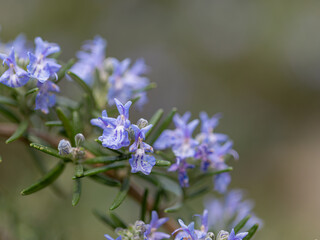 Close-up of blue blossoms of rosemary (rosmarinus officialis)