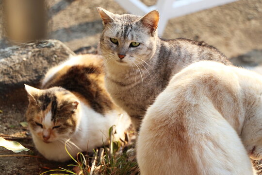 冬の早朝に日光を浴びて温まる三匹の野良猫