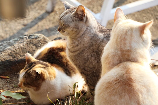 冬の早朝に日光を浴びて温まる三匹の野良猫