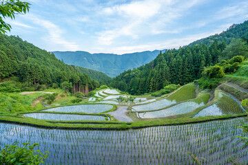 田植えの時期の棚田　