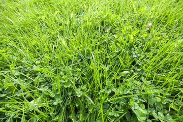 Green summer lawn on a sunny day, top view