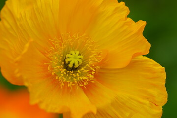 オレンジ色のポピーの花