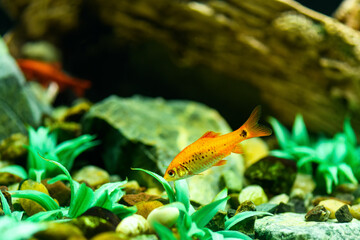 Fish Fire barb in the aquarium. (Pethia Conchonius)