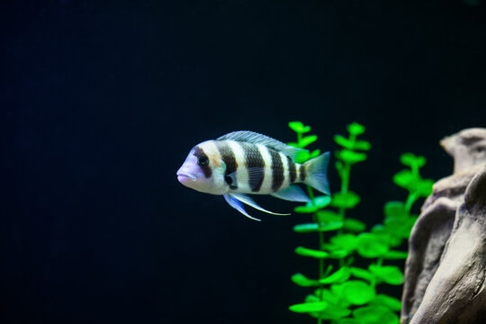 Frontosa fish in aquarium. Cyphotilapia foreheaded  (Cyphotilapia frontosa)