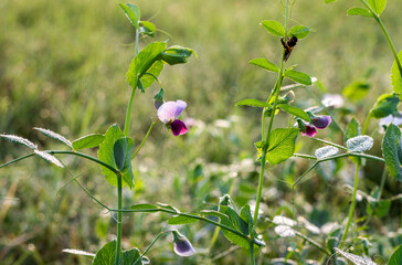 Fresh pea plants with blossomed flowers on an agricultural field in the winter morning