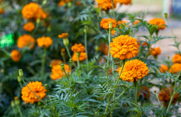 Fully blossomed orange color marigold flower in the garden