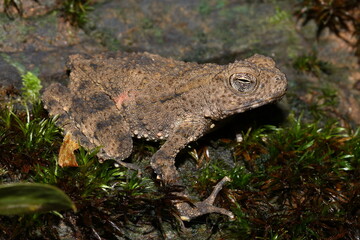 Giant River Toad, Sungei Tawan Toad (Phrynoidis juxtasper) in a natural habitat, Borneo