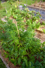 Cultures associées de cannabis et haricots verts dans un potager familial