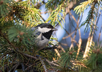 Coal tit, Periparus ater. The bird sits on a spruce branch