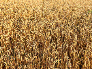 Ripe golden ears of wheat, close-up, background