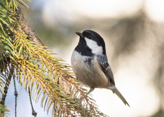 Coal tit, Periparus ater. The bird sits on a spruce branch