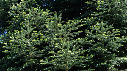 Branches of spruce (Picea abies aurea) with new bright growth against blurry dark green background. Selective focus. Close-up. Adler arboretum "Southern Cultures". Nature concept for christmas design