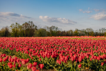 Fototapeta na wymiar Beautiful Red Tulips Blooming on Field Agriculture