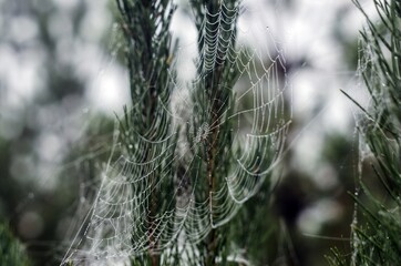 spider web in the morning