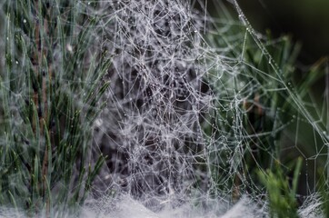 spider web in the morning