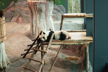 panda in the zoo
