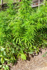 Cultures associées de cannabis et haricots verts dans un potager familial