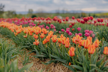 Yellow Purple and Red Fresh Tulips Blooming on Field at Flower plantation Farm