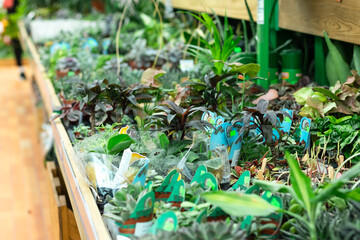 counter in the store with flowers.Different flowers on the shelf in the supermarket.