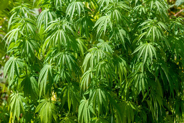 Cultures associées de cannabis et haricots verts dans un potager familial