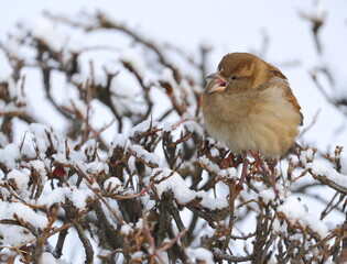 A sparrow with an open beak sits on the snow-covered branches of a bush