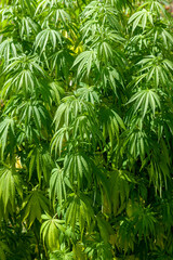 Cultures associées de cannabis et haricots verts dans un potager familial