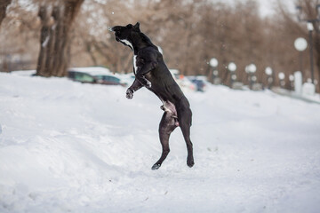 cane corso italian dog in winter