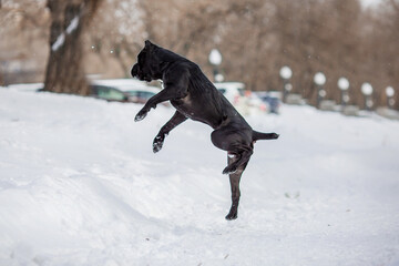 Fototapeta na wymiar cane corso italian dog in winter