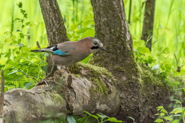 Fototapete bei efototapeten.de bestellen   