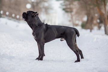 cane corso italian dog in winter