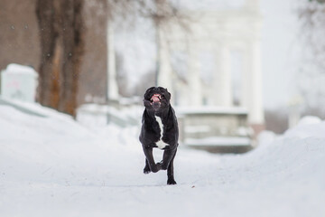 Fototapeta na wymiar cane corso italian dog in winter