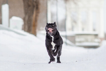 cane corso italian dog in winter