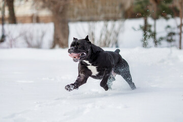 cane corso italian dog in winter