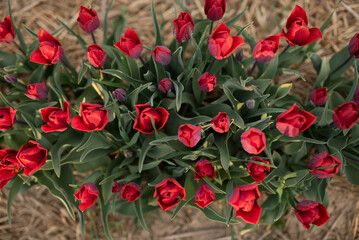 Beautiful Red Tulips Blooming on Field Agriculture