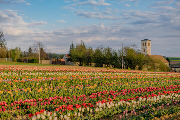 Various Type of Tulips Blooming on Field in Netherlands