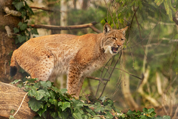 Luchs