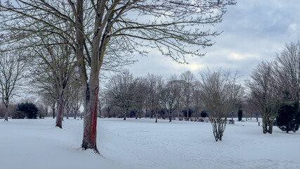Winter landscape in the park with a bald tree in the foreground and cloudy sky