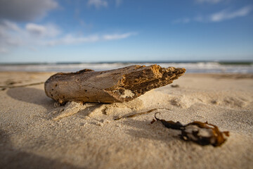 Treibholz am Strand