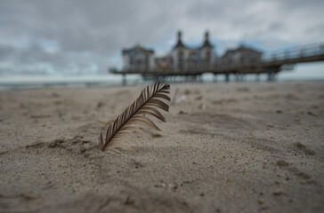 Feder am Strand von Sellin