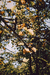 Yellowing and falling leaves in autumn, light beams