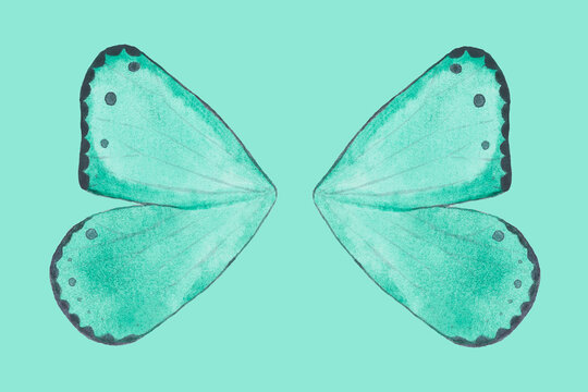 Newborn digital composite butterfly on a green background